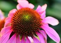 �������ɹ��ջ�����д