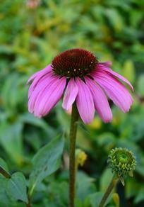 Ư���ķ�ɫ�ɹ���