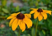 Ư���ĺ��Ľ���