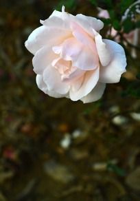 ʢ���İ׷�ɫ���º�