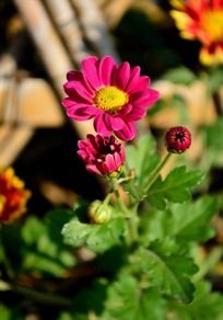 ʢ���Ĳ���ö��ɫС�ջ�