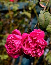 ͷ��ͷ��ö��ɫǾޱ��