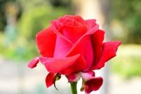 �ʺ�ɫ�뿪�����º�