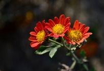 С�ɿɰ��ľջ�