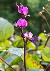 �Ϻ�ɫ�ⶹ��