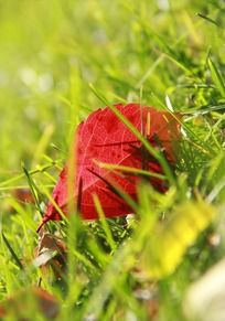 �ݴ��е�һƬ��Ҷ