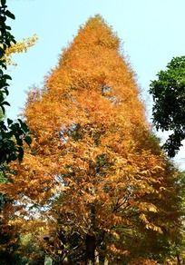 �ߴ�Ļ�ɫɼ��