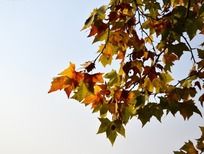 ����ɫ��ͩҶ