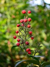 �ɰ���Բ�κ�ɫ��ʵ