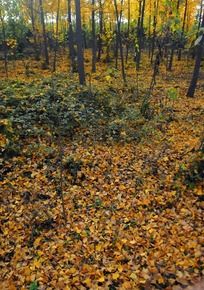 ��Ҷ������Ļ�ɫ��������