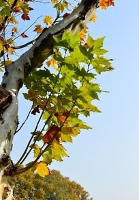 �����ϵ���ͩҶ