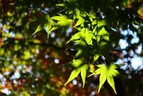 �����µ���ɫ��Ҷ