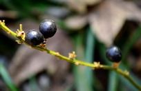 ֦���ϵĺ�ɫ��ʵ