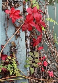 ����һ�ƺ�Ҷ