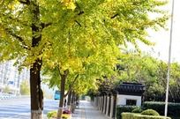 ���¹�԰��ĵ�·