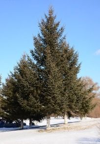 ѩ���ϵ�����