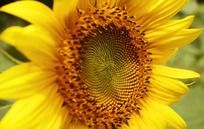 ���޵����տ�