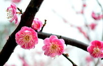 ��ɫ÷������