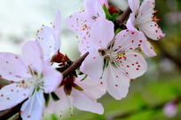 ʢ���ķ�ɫ�һ�