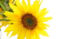 ���տ�����