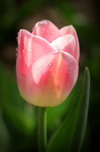 ��ɫ��������д