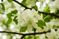 ʢ���İ�ɫ���Ļ�