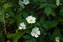 ������ݮ��