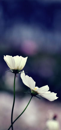 ����ɫ��ɣ��