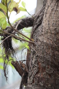 ���ϵ���ѿ