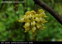 ��ɫ��ȸ��