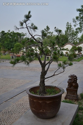 ��ɽ���辰