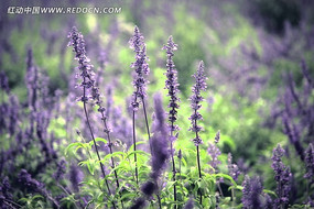 ����޹�²�