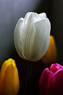 ��ɫ��������д