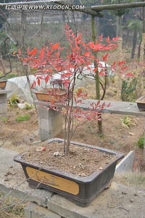 ��Ҷ����