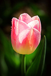 �ۺ�ɫ��������д