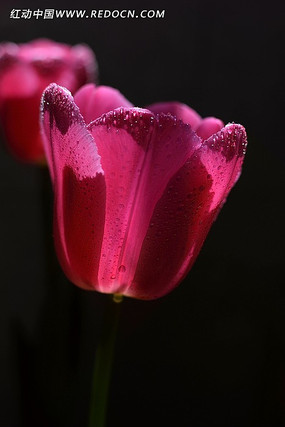 ����������ۺ�ɫ