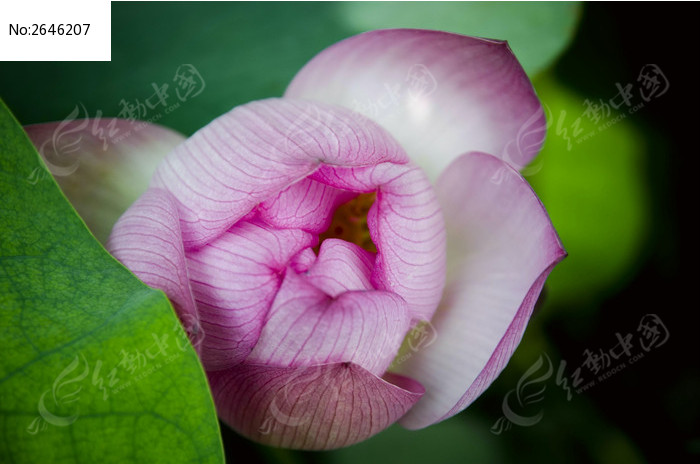 �ɻ��ֲ���дͼƬ