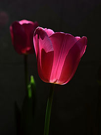 ��ɫ������