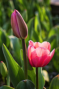 ��ɫ������