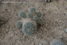 ��ɫ������