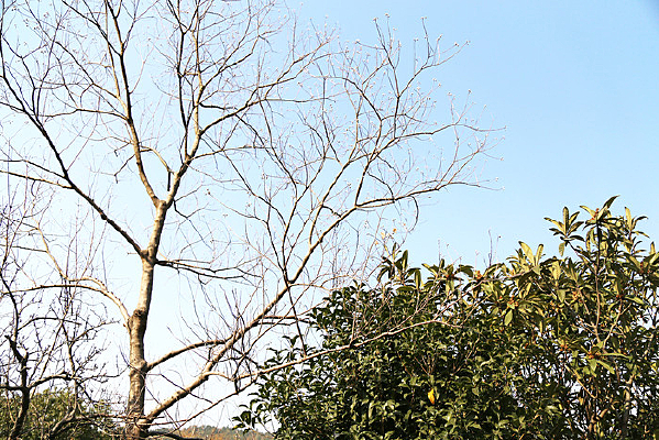 ����������ľ