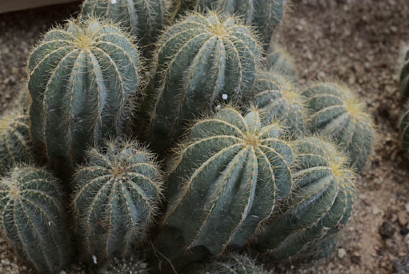 ������Ⱥ