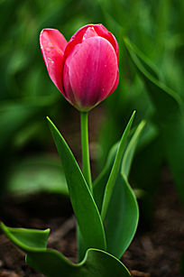 �����㻨��