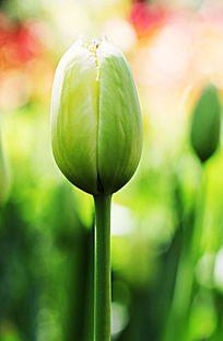 �����㻨��