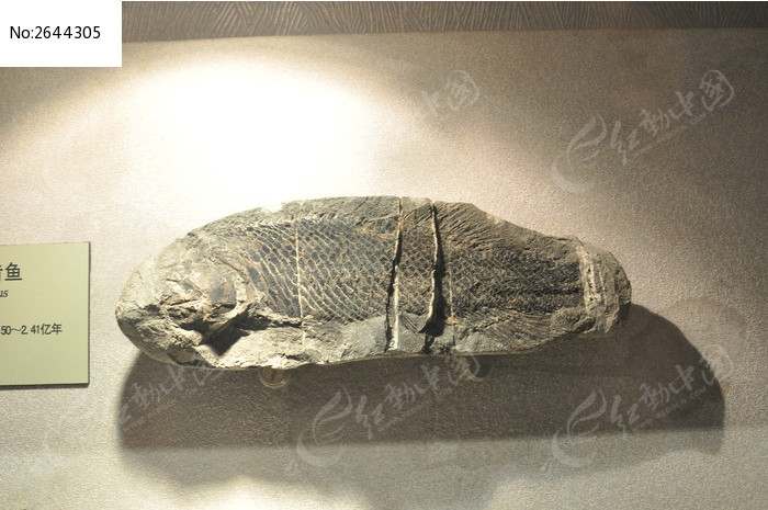 中华鳞齿鱼化石