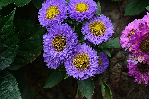 ���޾շ��ɻ�