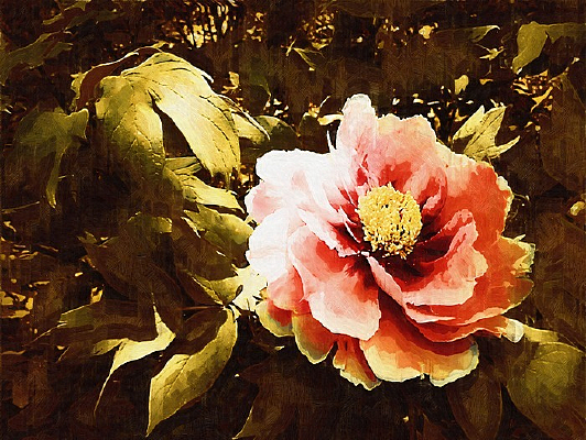 ��ɫ��ĵ����