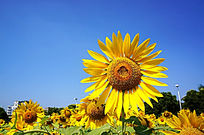 ��ɫ���տ�����