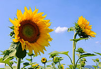 �������տ�����