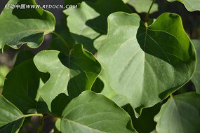 �������Ҷ